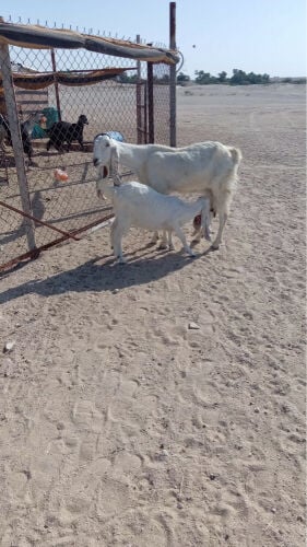 عنز حجازيه وبنتها معها طيب 