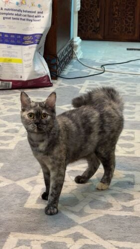 Scottish cat female for sale