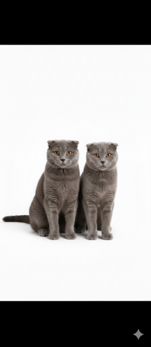 Scottish cat female  male for sale