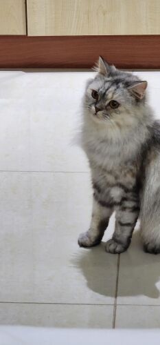 Bella