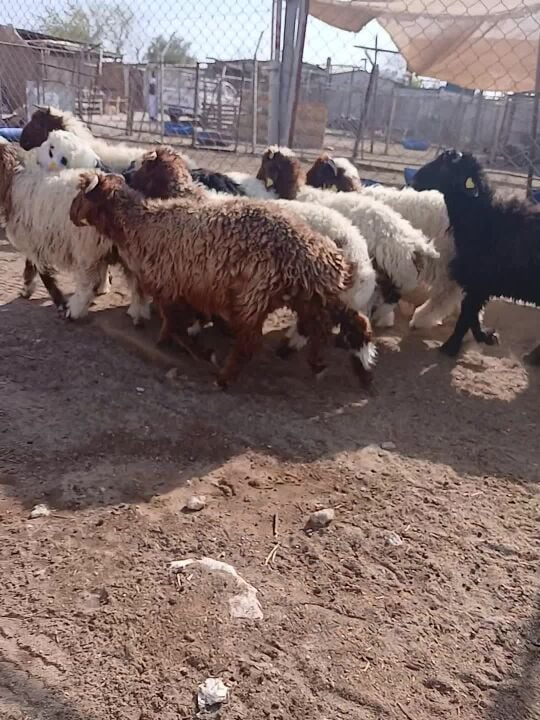 طليان