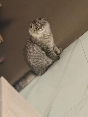 للبيع قطوه 