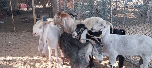 ماعز 