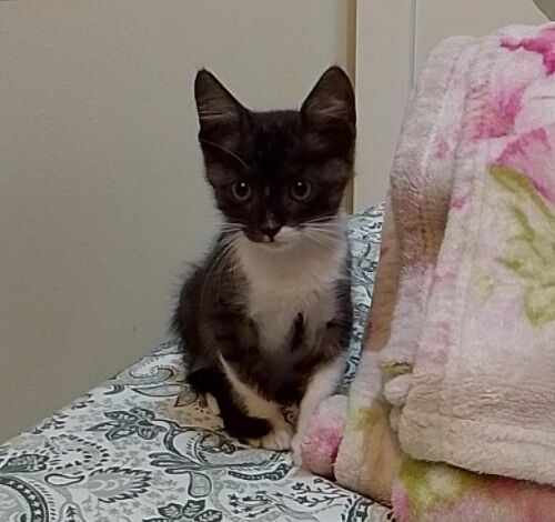 Male kitten for sale
