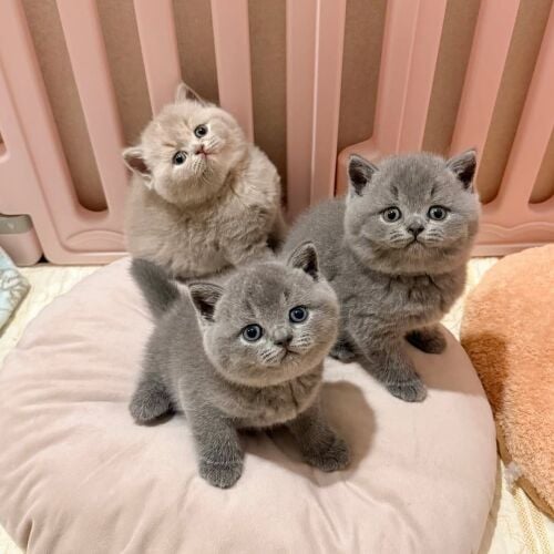 British shorthair kittens