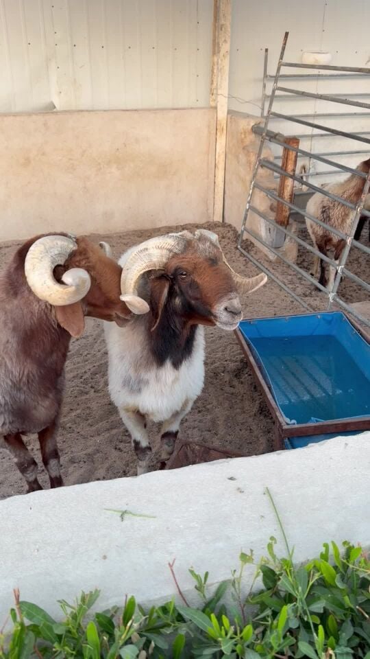 فحول سوريه 