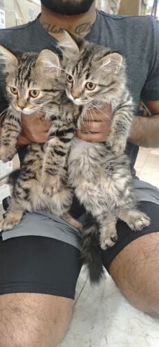 Scottish taby  male