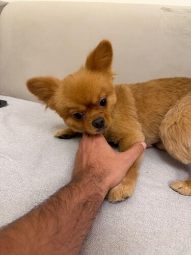 Pure Pomeranian Male for Sale
