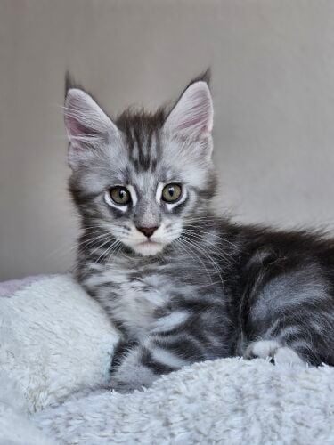 Maine Coon kitten