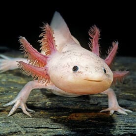 Axolotl Fish