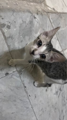 kitten 