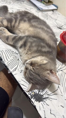 pet cat available