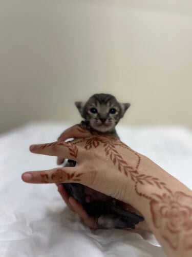 kitten 