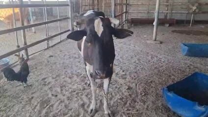 بقر 