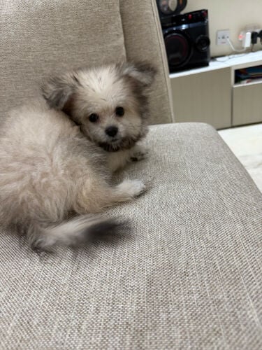 lovely small dog girl