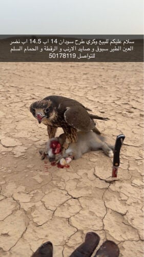التواصل وتساب