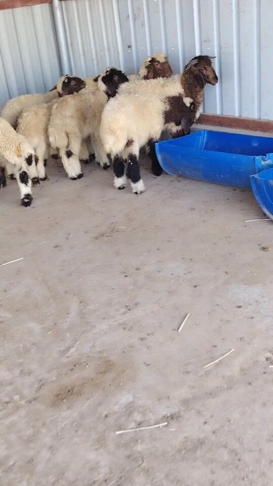 للبيع هرافي بلدي طيبه