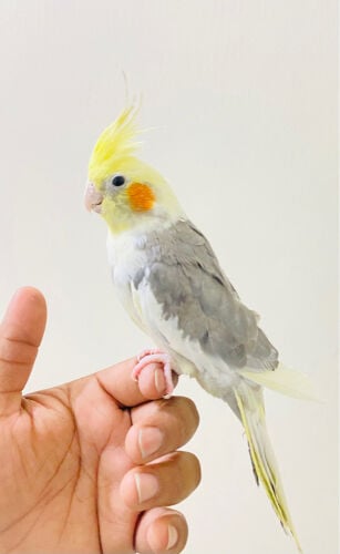 Friendly cocktail for sale =Qr250