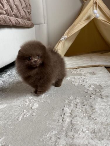Teacup Pomeranian Puppy