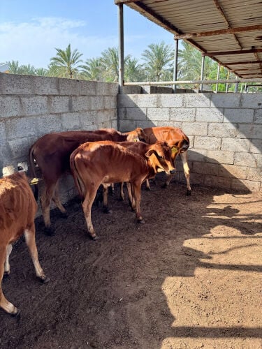 للبيع اعجول عربيه 