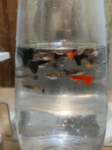 fish guppy