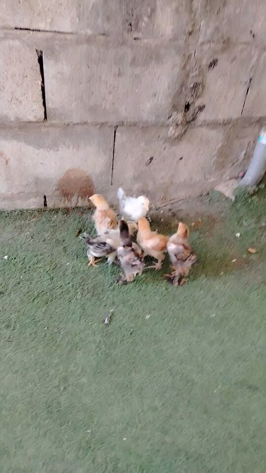 للبع صوص برحما