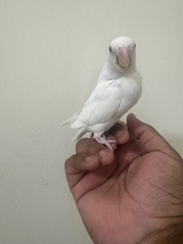 روز البينو نهاية غر 