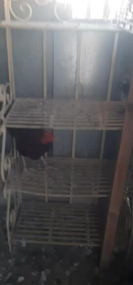 fiter  chicken pair 300 qar.