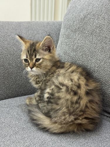 Shirazi female kitten