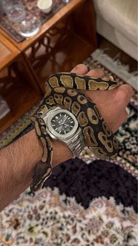 بول بايثون 