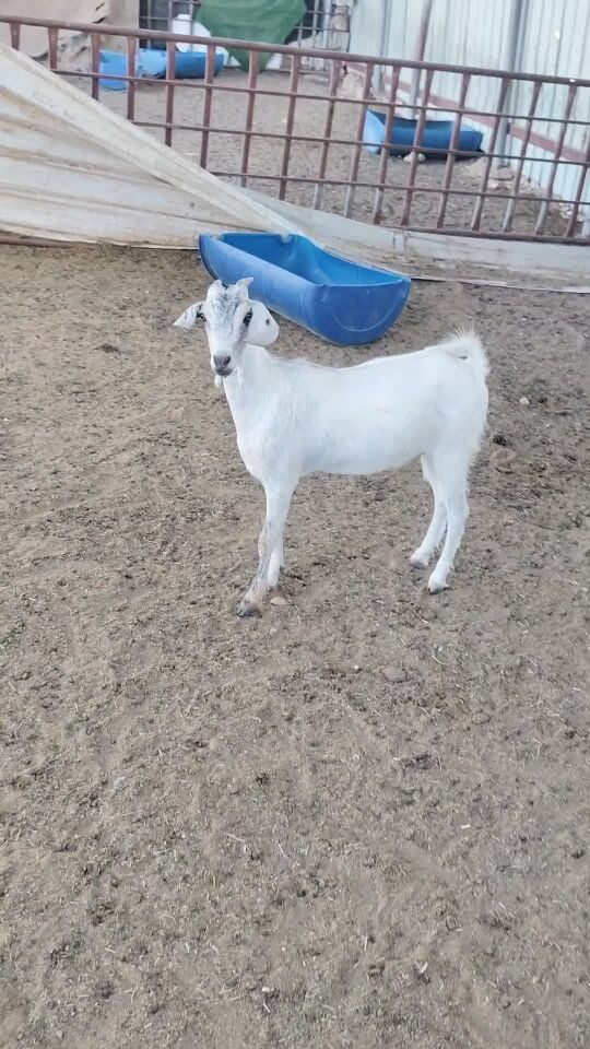 للبيع جمد