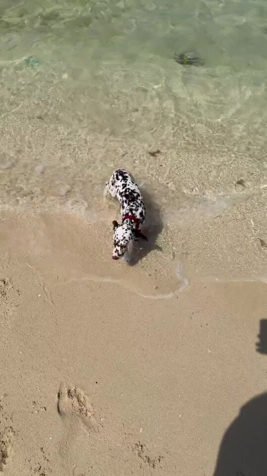  Dalmatian