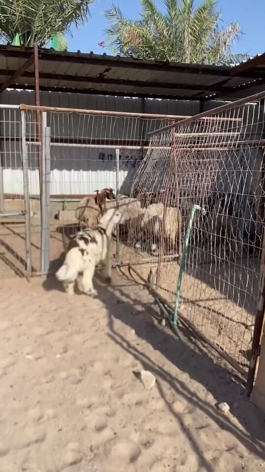 رخله بلديه 