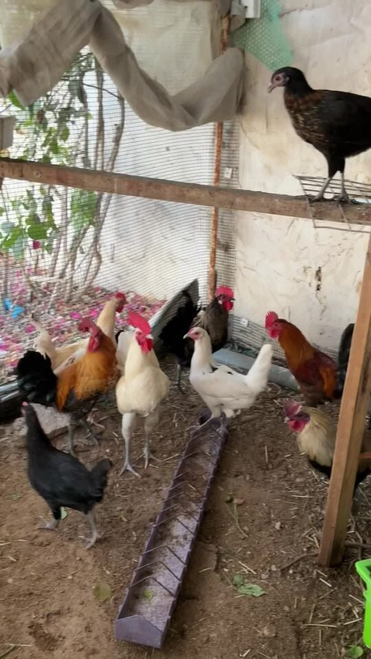 birds 