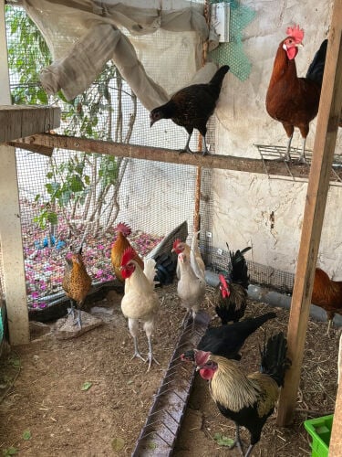 birds 