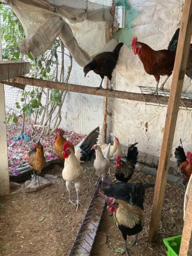 birds 