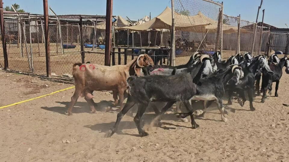 معزه عوارض طيبه
