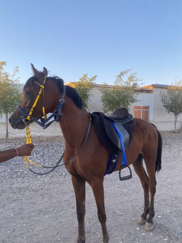 خيل ركوب هادي 