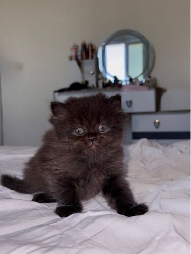 kitten for sale 