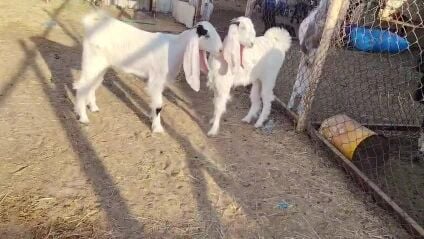جمدات مشاريك