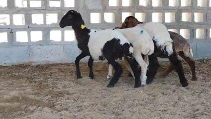 للبيع رخال وطليان سوريه