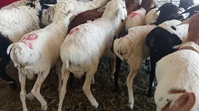 مجمع عزب بوجاسم