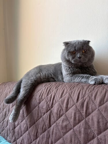 scottish fold  