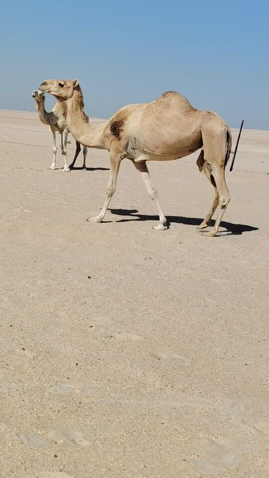 ناقه محليه في رصيده سياره