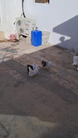 India fantail and black taial