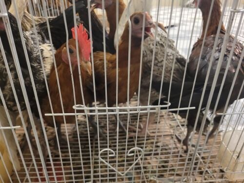 دجاج للبيع باحجام مختلفة و اسعار