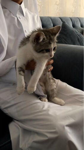 سكوتش ستريت