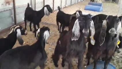 معزاء عوارض معى الفحل كلها شبب