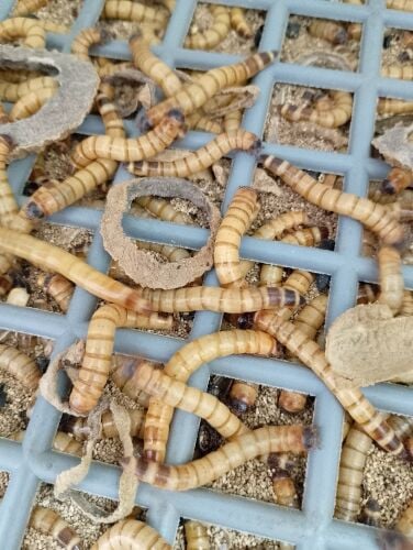 big size worms