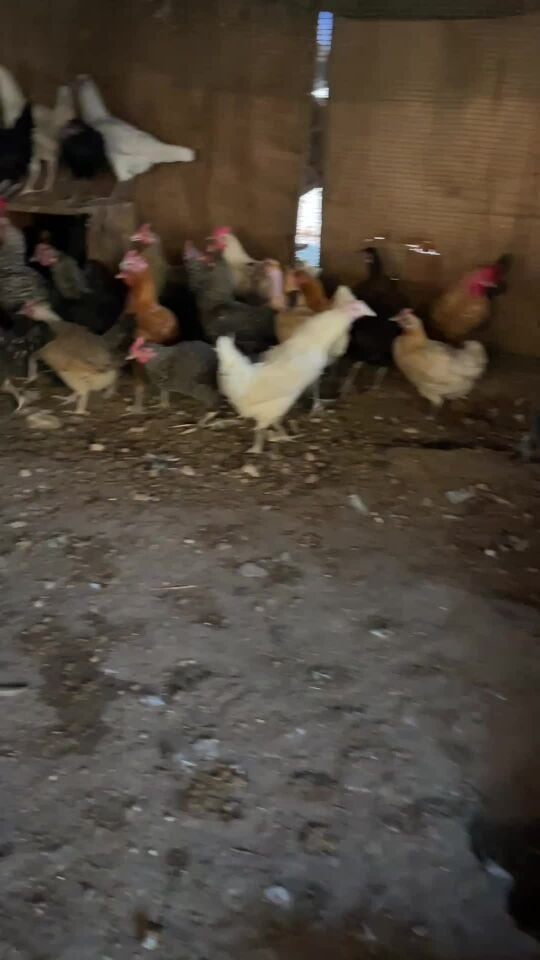 دجاج بياض